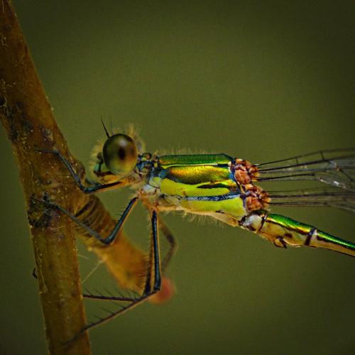 Chalcolestes viridis